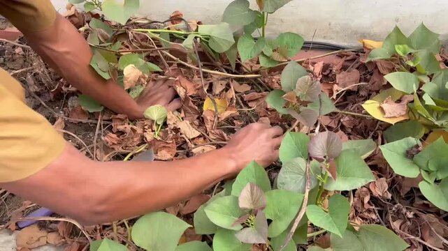 Gardener Clearing Withered Vines from Green Sweet Potato Patch