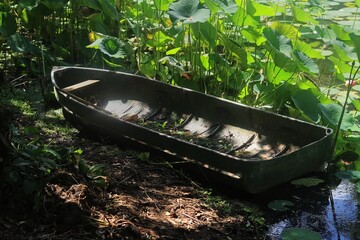 An old, weathered dinghy sits abandoned at the muddy edge of a tranquil pond, surrounded by lush, vibrant green lotus leaves under dappled sunlight in Trinidad. © Ayesha