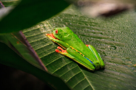 Red-eyed tree frog on a leaf