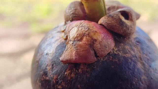 Fresh mangosteen fruits (Garcinia mangostana) with deep purple skin and green calyxes, showcasing a distinctive tropical fruit known for its sweet and juicy white flesh.