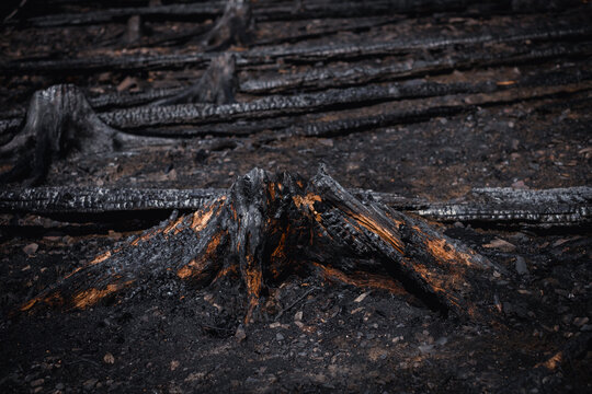 Waldbrand: Verbrannte und verkohlte Baumst&auml;mme