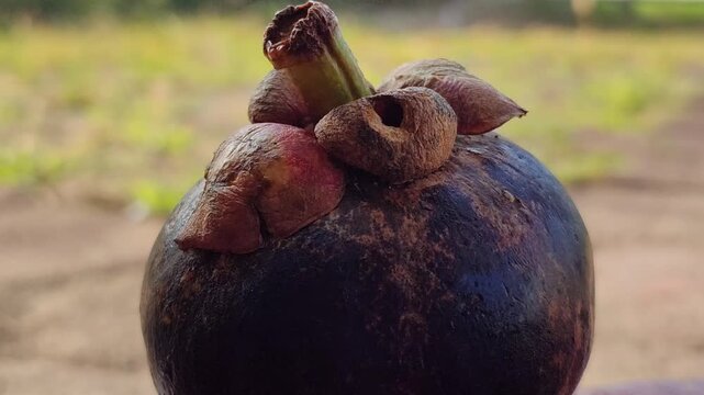 Fresh mangosteen fruits (Garcinia mangostana) with deep purple skin and green calyxes, showcasing a distinctive tropical fruit known for its sweet and juicy white flesh.