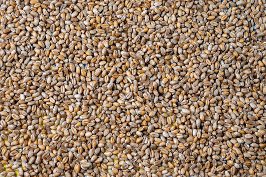 Close Up Background of Natural Wheat Grains