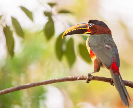 chestnut-eared aracari bird