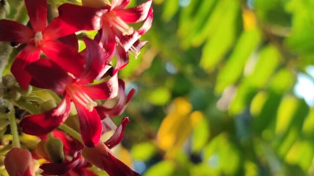 Delicate flowers of bilimbi (Averrhoa bilimbi) blooming in clusters along the branches, featuring small pinkish petals and a distinctive tropical appearance.