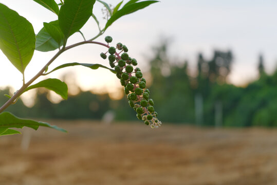 Close-up of Green Pokeweed Berries on Plant Stem