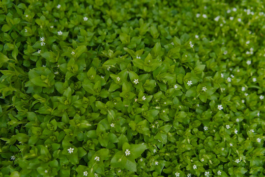Lush green chickweed ground cover with tiny white flowers