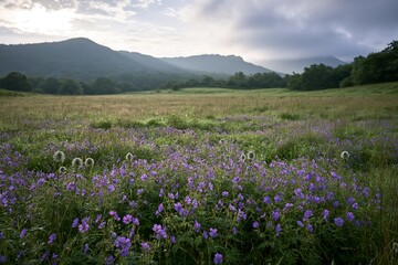 Obraz premium Expansive Hokkaido restoration meadow with dewdrops