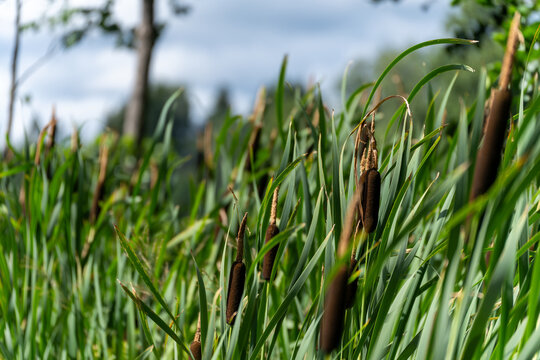 Green cattail plants growing by the lake shore. Brown reed mace flower spikes among long leaves. Wild wetland nature background. Pond ecosystem and summer landscape concept.