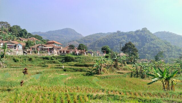 The atmosphere of a beautiful rice field area in the countryside with a mountainous background