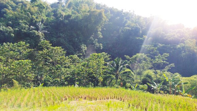 The atmosphere of a beautiful rice field area in the countryside with a mountainous background