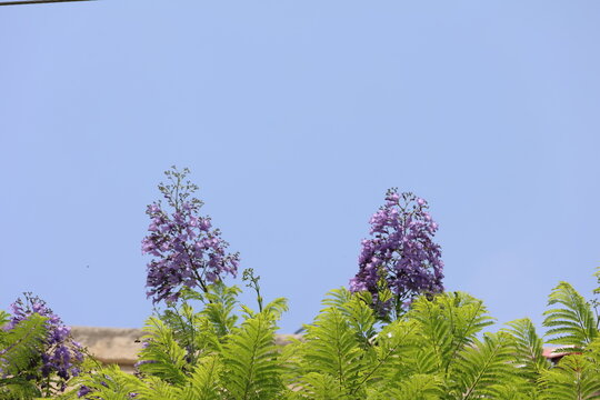 jacaranda flowers on blue sky background, beautiful photo digital picture