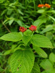 Fototapeta premium raspberry on a bush