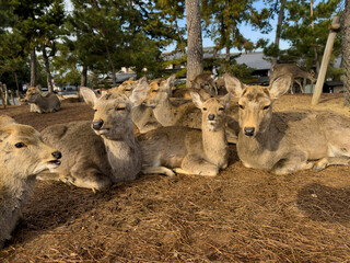 Fototapeta premium Nara sika deer resting peacefully in Japan park