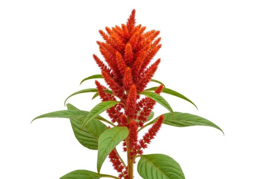 Close-up of vibrant red celosia flower with green leaves