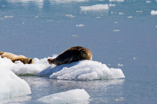 Sea lions in front of Meares Glacier, Prince William Sound, Valdez, Alaska