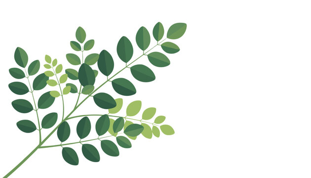Vibrant green branches of moringa oleifera leaves layered elegantly on a clean white background, simple cartoon vector illustration.
