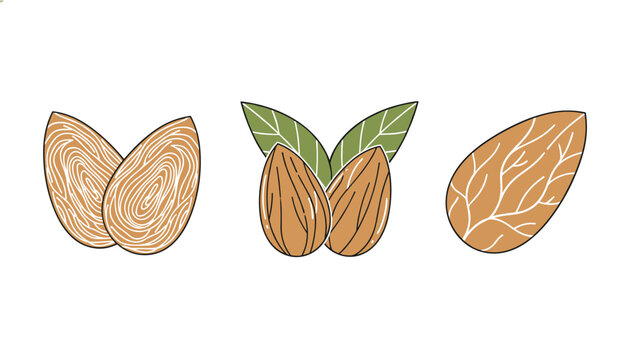 Delicious almond nuts in various styles including sliced whole with leaves and single raw kernel, cartoon vector illustration on white.