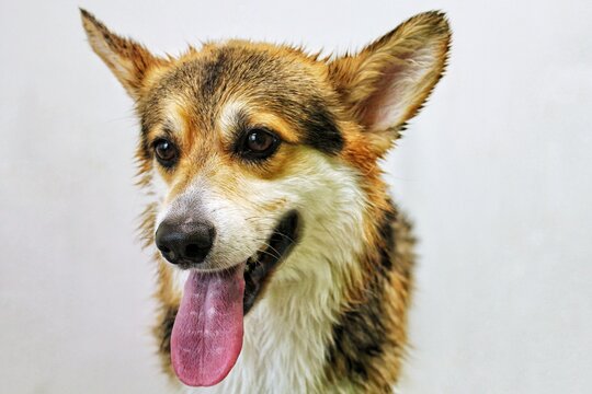 Close-up portrait of cute wet tricolor welsh corgi dog with open mouth and pink tongue sticking out after bathing procedure presenting pet hygiene grooming care concept isolated on white background