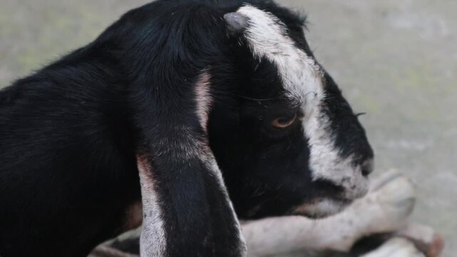 Black and white baby goat resting peacefully on concrete ground with cinematic close up details.