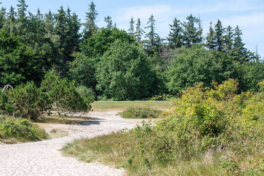 sand dune in the forest on a sunny day