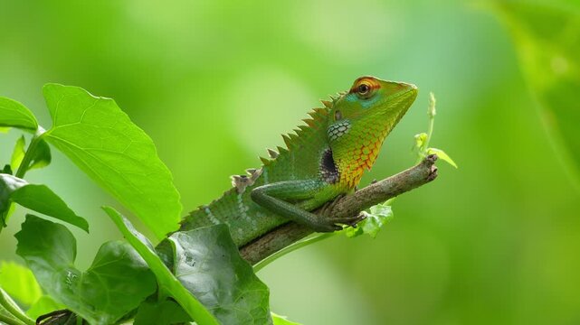 chameleon on a branch