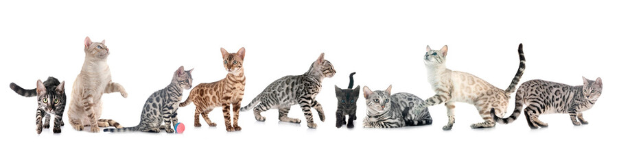 bengals sin studio © cynoclub