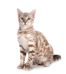 bengal cat in studio © cynoclub