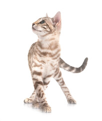 bengal cat in studio © cynoclub