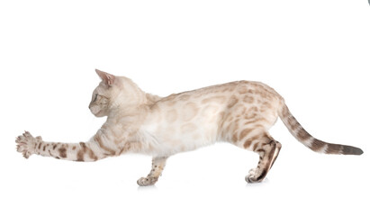 bengal kitten in studio © cynoclub
