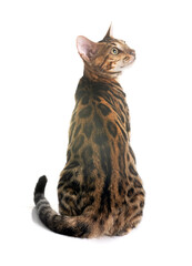 bengal kitten in studio © cynoclub