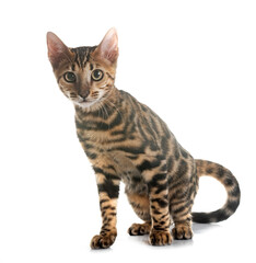 bengal kitten in studio © cynoclub