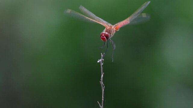 Red dragonfly taking off and landing on a twig