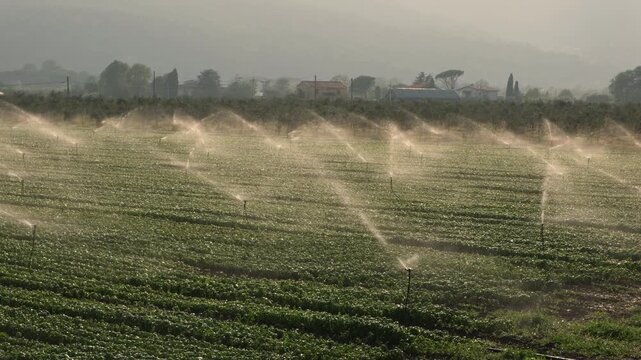 Italian basil field irrigated by sprinklers in early morning sunlight, with misty mountains in the background, agricultural landscape of Liguria, Italy, agriculture concept.