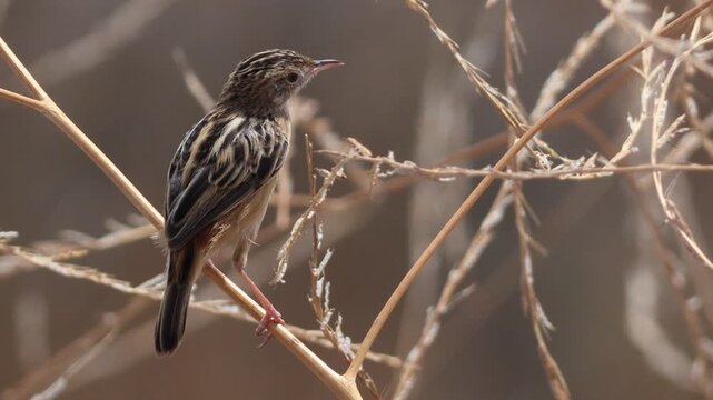 Zitting cisticola songbird perching on a dry branch