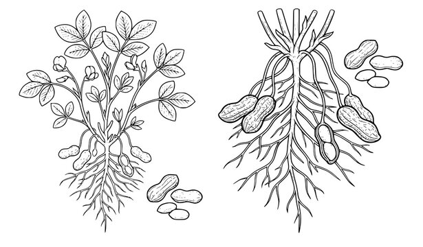 Peanut plant with roots pods and whole peanuts botanical black white vector illustration