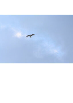seagull in the sky