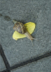 crawling snail  © HAITAM