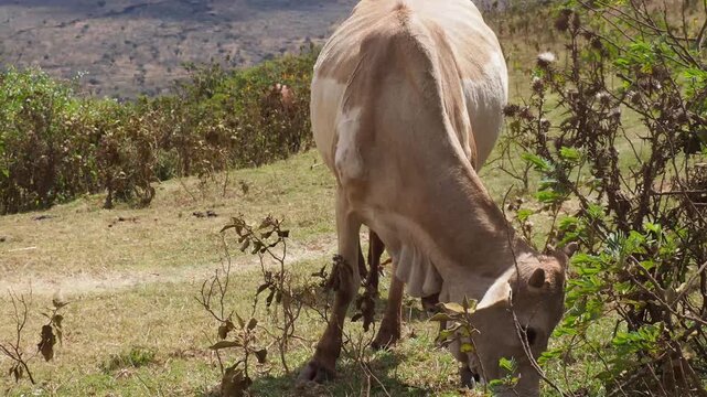 Kenyan Zebu Cattle Grazing on a Dry Sloped Pasture
