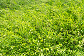 Fototapeta premium Dense reed canary grass sways in a light breeze across a sunlit meadow. Bright green blades create a rippling, textured pattern filling the entire frame.