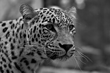 lampart © Alicja