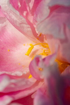 Macro close-up of pink peony flower petals and yellow stamens