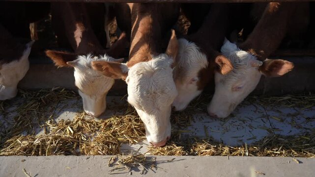 three brown and white calves eating hay in the stable