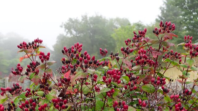 Red berries of Hypericum androsaemum swaying on a foggy autumn day