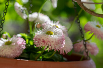 Bellis perennis double white pink pompon flowers blooming in spring garden © Iva