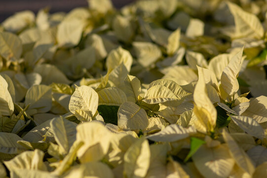 Euphorbia pulcherrima poinsettia flowering plant with white leaves, field of Christmas stars in sunlight