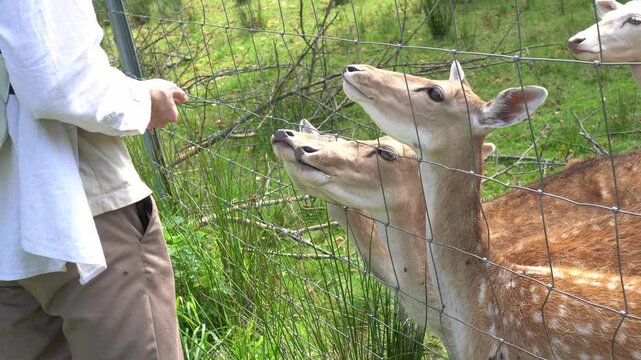 Young tourist with a backpack feeding spotted fallow deer through a fence in an eco park. Human and wildlife interaction, sustainable ecotourism, animal care, protection, and nature connection