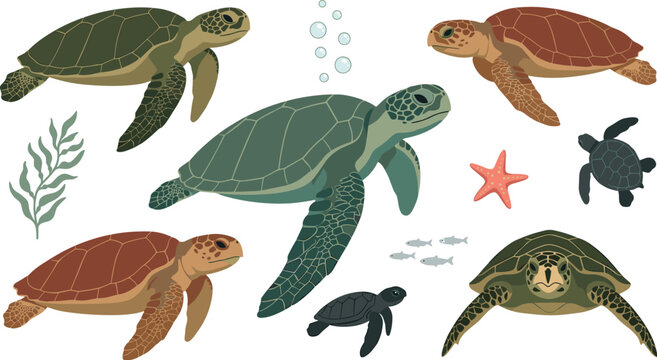 Sea turtle marine wildlife vector illustration set with green loggerhead hawksbill turtles hatchlings starfish seaweed isolated elements.