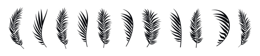 Obraz premium Collection of elegant black palm fronds in various shapes and sizes