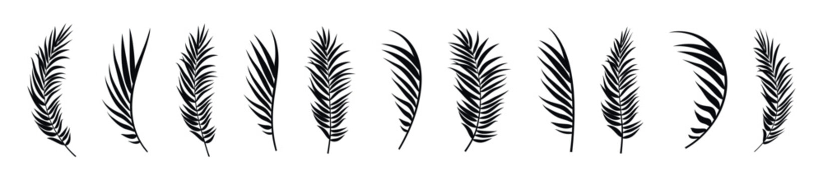 Collection of elegant black palm fronds in various shapes and sizes